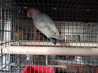 female fisher Lovebird