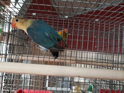 Traditional Parblue  Female Fisher Lovebird (
