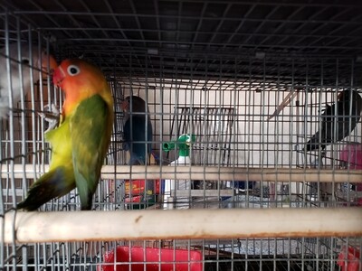 Green Male Fisher Lovebird ( Cage#26) Green Male Fisher Lovebird ( Cage#26)