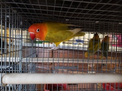 Orange Head Pastel Fischer Lovebird for Sale