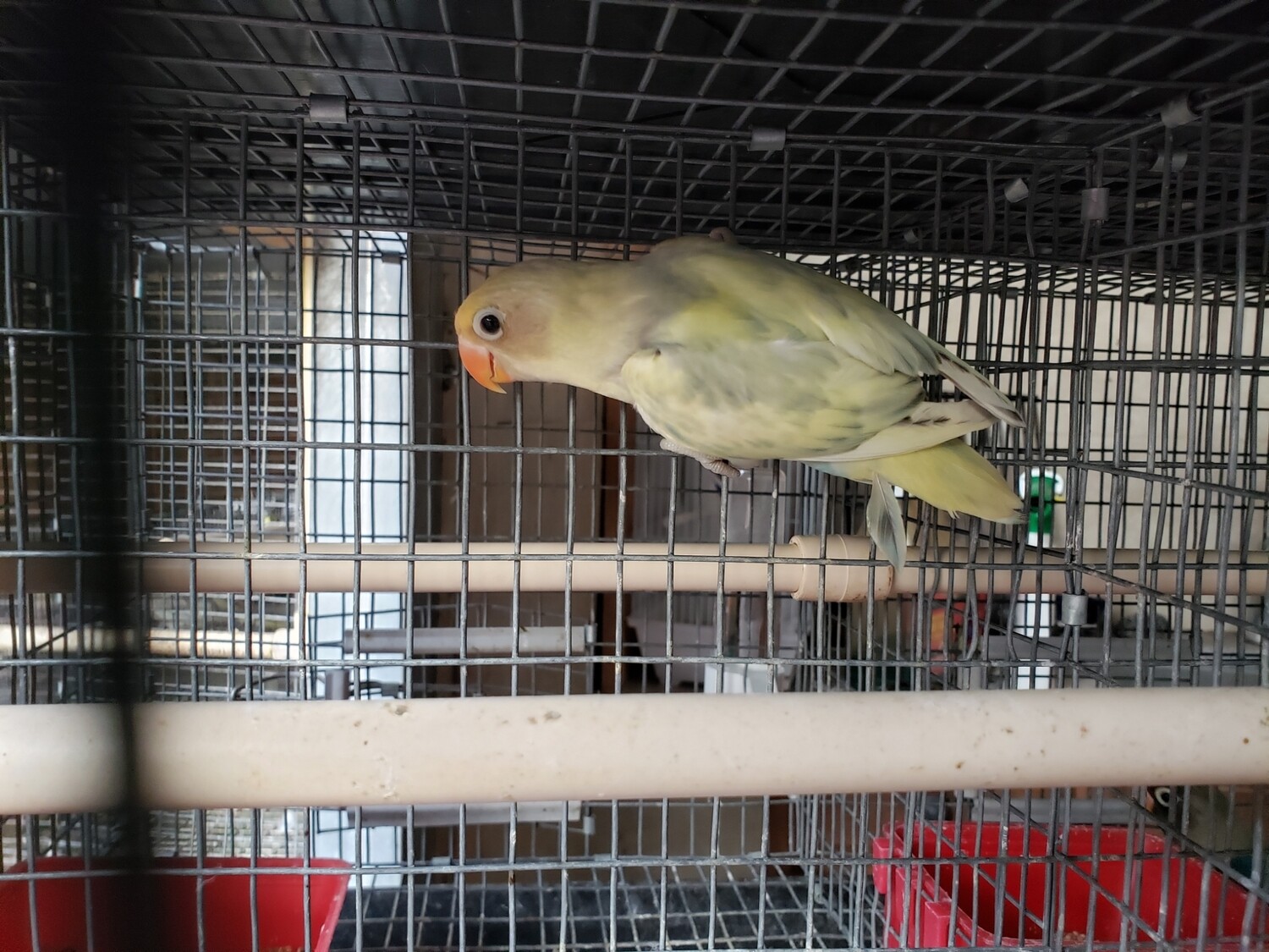 Pied Pastel Fisher Lovebird 