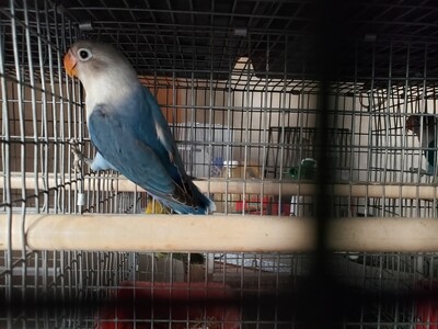 Blue  fisher male Lovebird