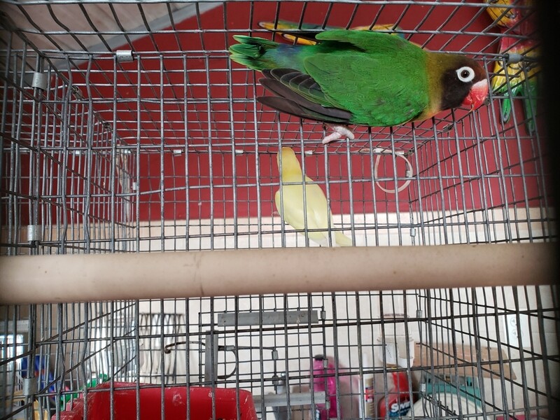 Black Cheeked Green Female Lovebird Rare Specie Black Cheeked Green Female Lovebird Rare Specie