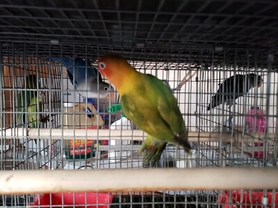 Green Male Fisher Lovebird