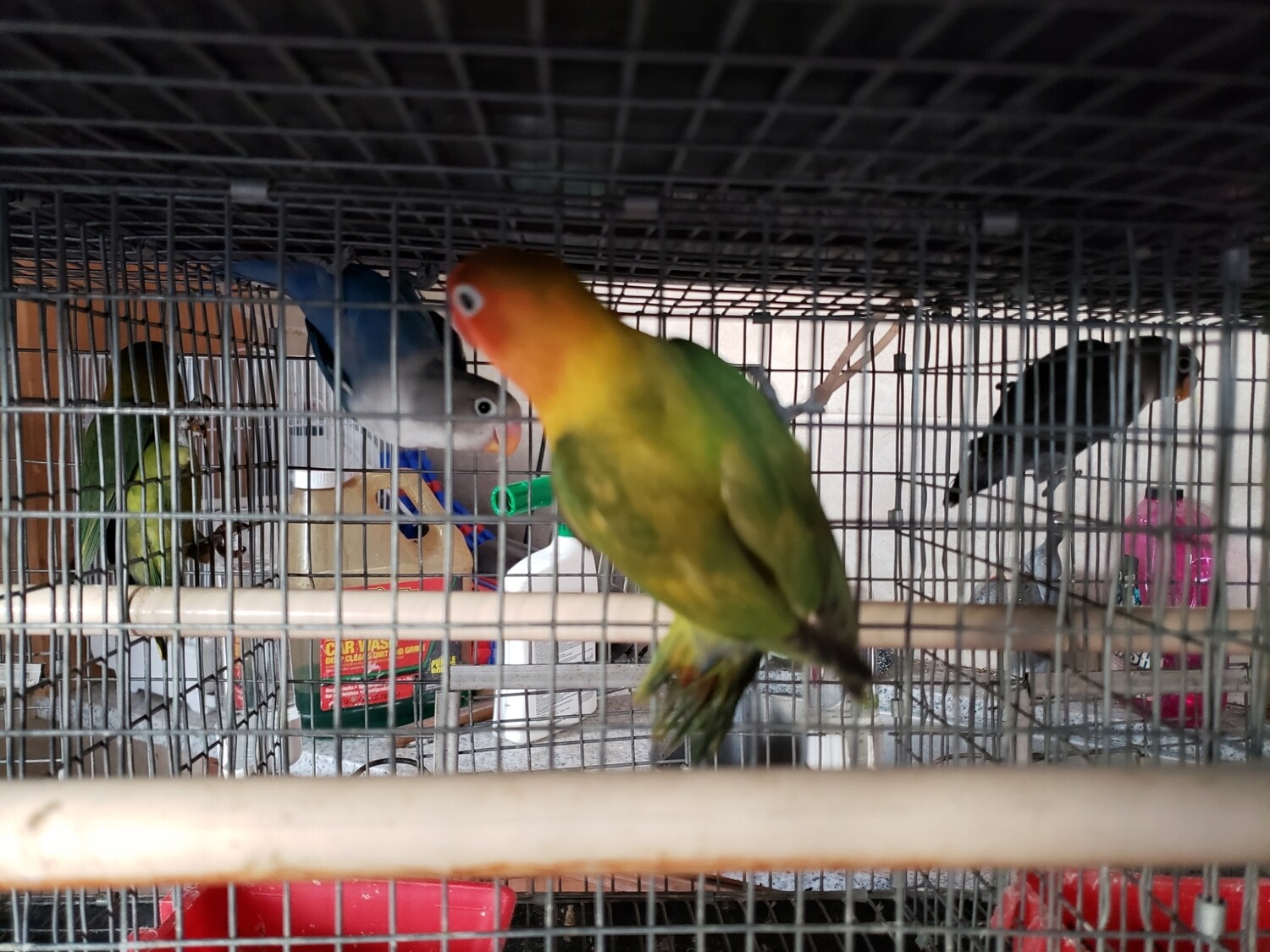 Green Male Fisher Lovebird