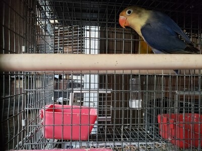 Dark violet Parblue Female Lovebird ( Cage#27) Dark violet Parblue Female Lovebird ( Cage#27)