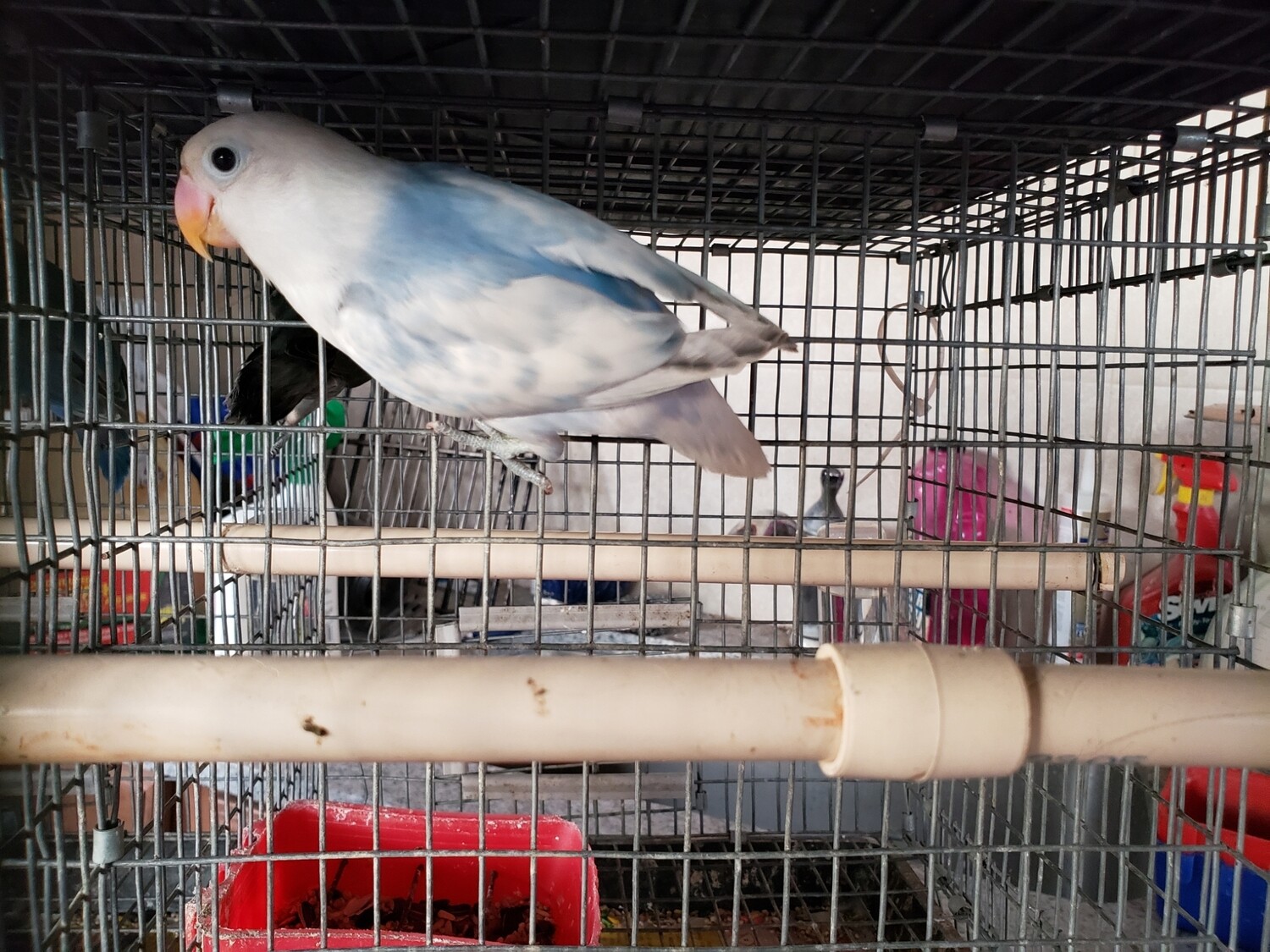 Blue Arlequin female Fisher Lovebird