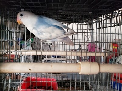 Blue Arlequin female Fisher Lovebird
