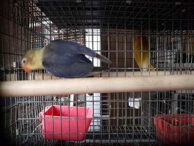 Dark violet Parblue Lovebird