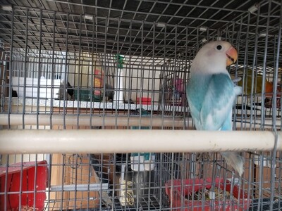 Light Aqua Arlequin Male fisher lovebird