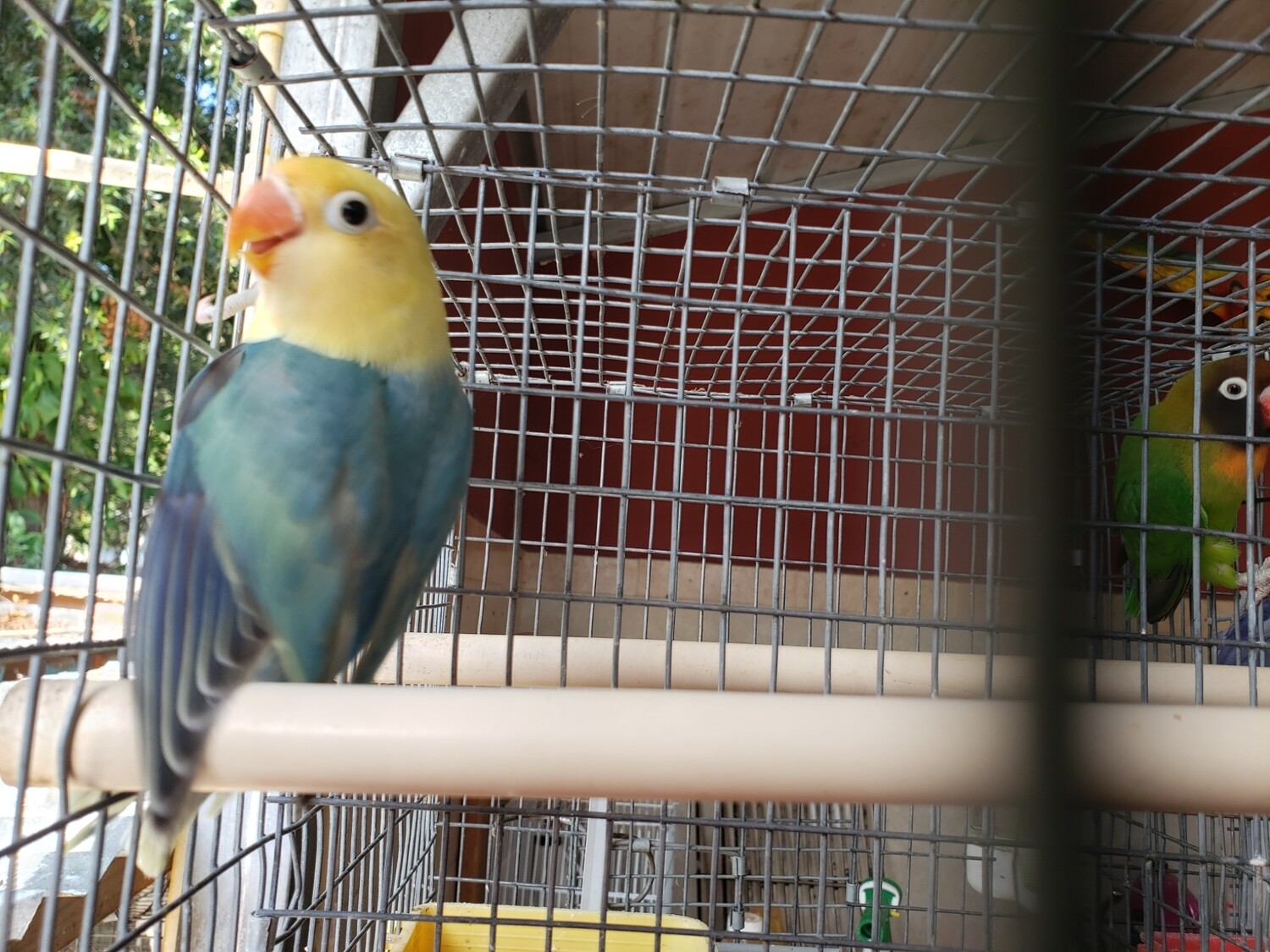 Green Clean Yellow Head Lovebird