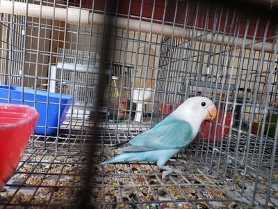 Aqua Blue  Fisher Lovebird