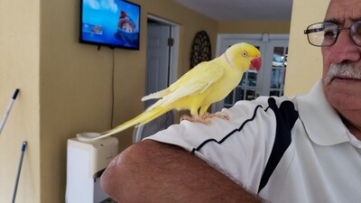 Yellow Lutino Male Indian Ringneck Friendly ( Ready To Go ) Yellow Lutino Male Indian Ringneck Friendly ( Ready To Go )