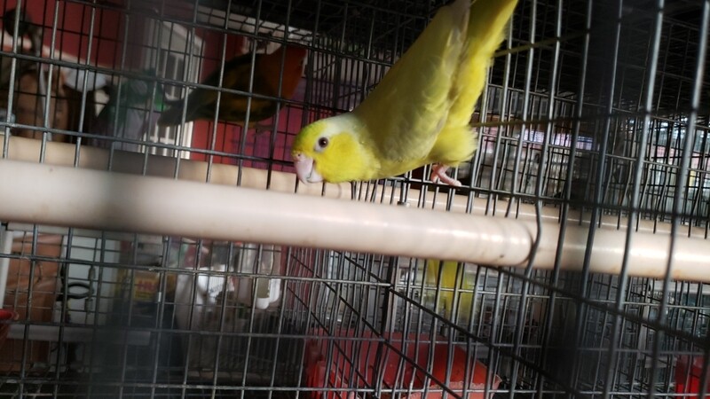 Yellow Parrotlet Female