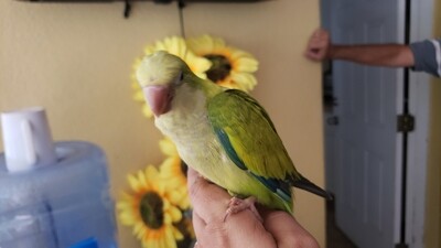 Pastel Quaker Parrot