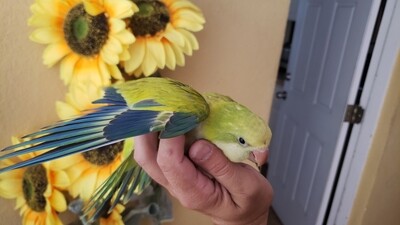 Beautiful Pastel Quaker Parrot