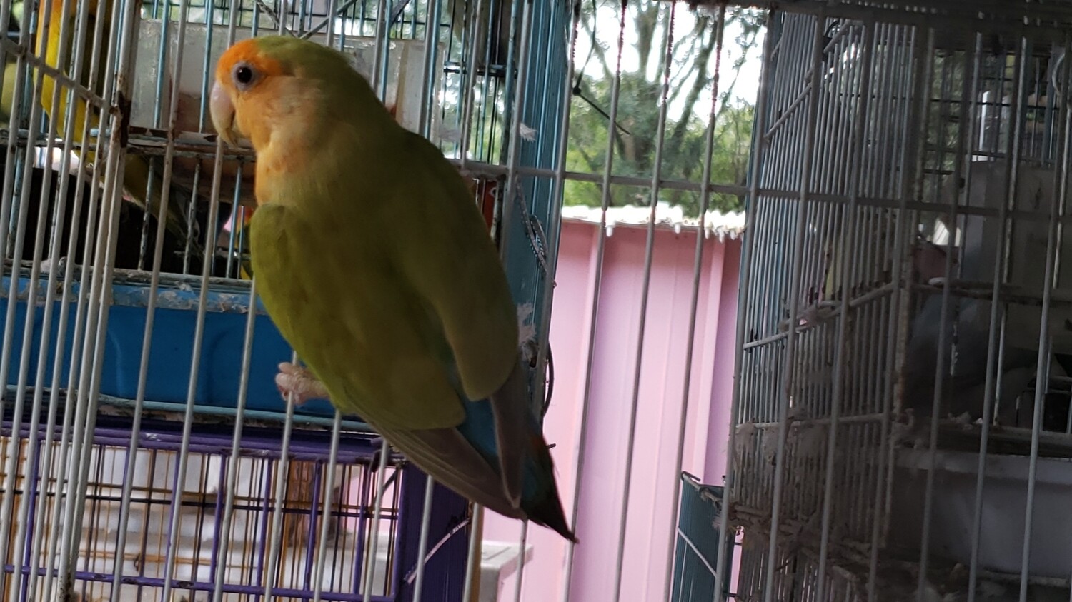 Orange face Peach face Lovebird