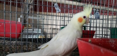 White & Yellow Cockatiel orange cheeks. White & Yellow Cockatiel orange cheeks.