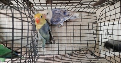2 lovebird special