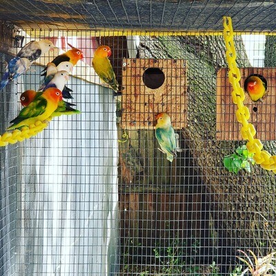 40 Lovebirds mix colors 40 Lovebirds mix colors