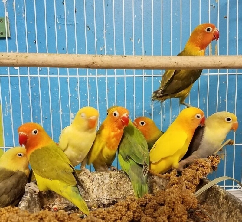 10 baby cockatiels 10 baby Lovebirds (Weaned)