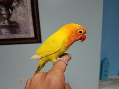 Sunny the Baby Lovebird