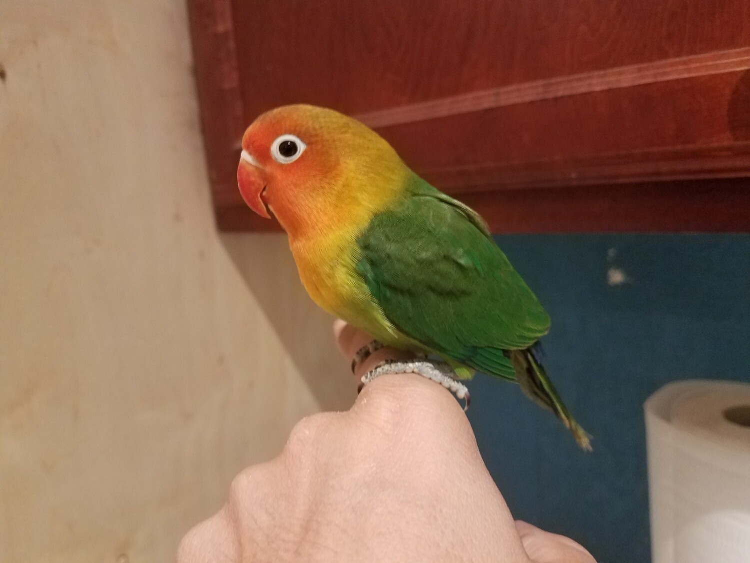 Green baby Lovebird