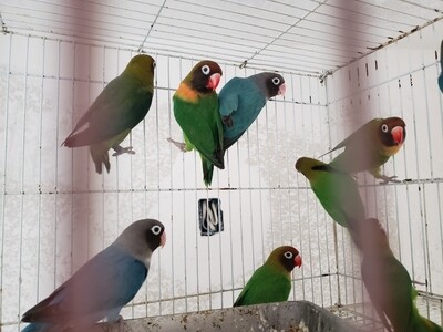 15 Lovebirds Special Deal one time only!
