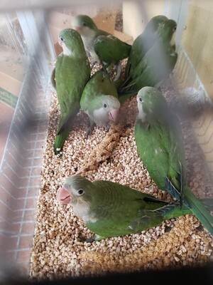 6 Quaker Parrots baby y 4 Cockatiels 