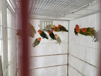 20 baby lovebirds,10 adult cockatiels, 1 handycap cockatiel, 10 blue lovebirds, 10 peach face lovebirds