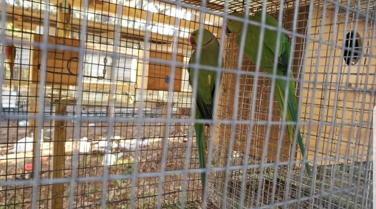 2 Green Indian ring necks