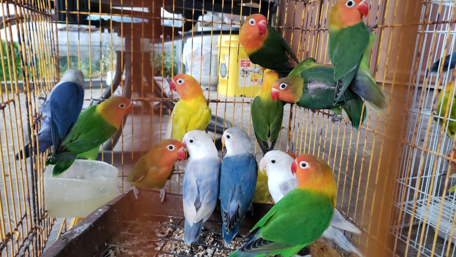 15 mix color lovebirds deal