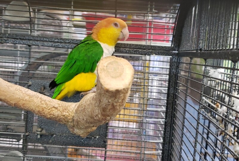 Orange Head Caique