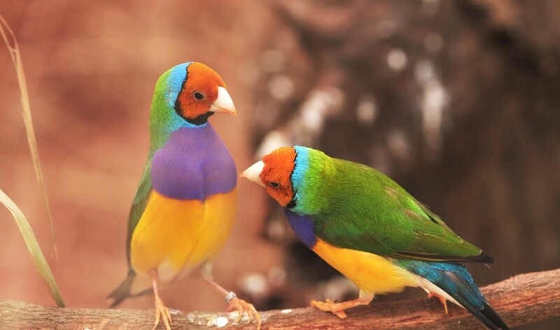 2 Orange head Lady Gouldian Finches