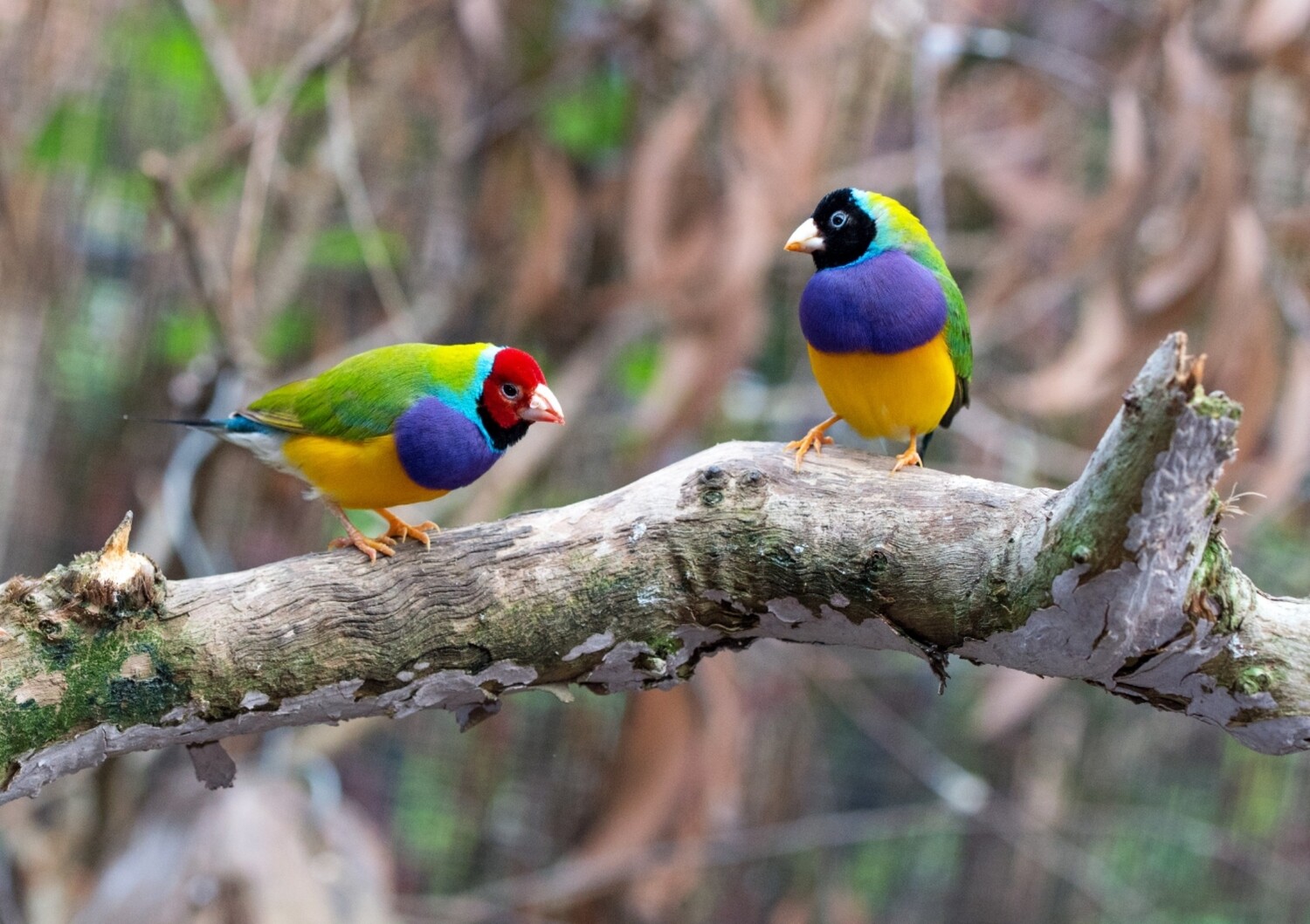 2 Lady Gouldian Finches Red and Black Head