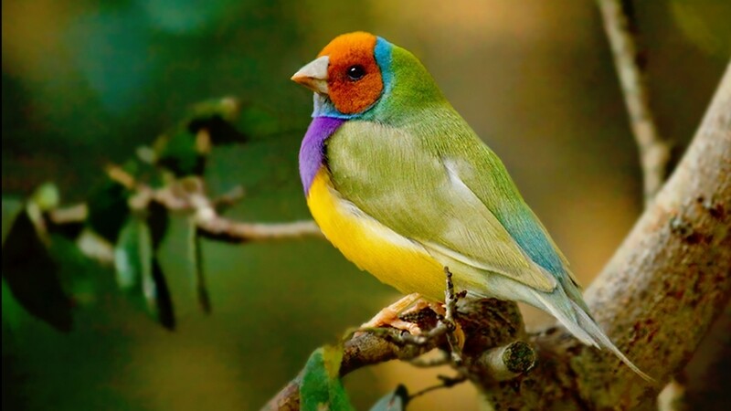 Orange Head Lady Gouldian Finch Male