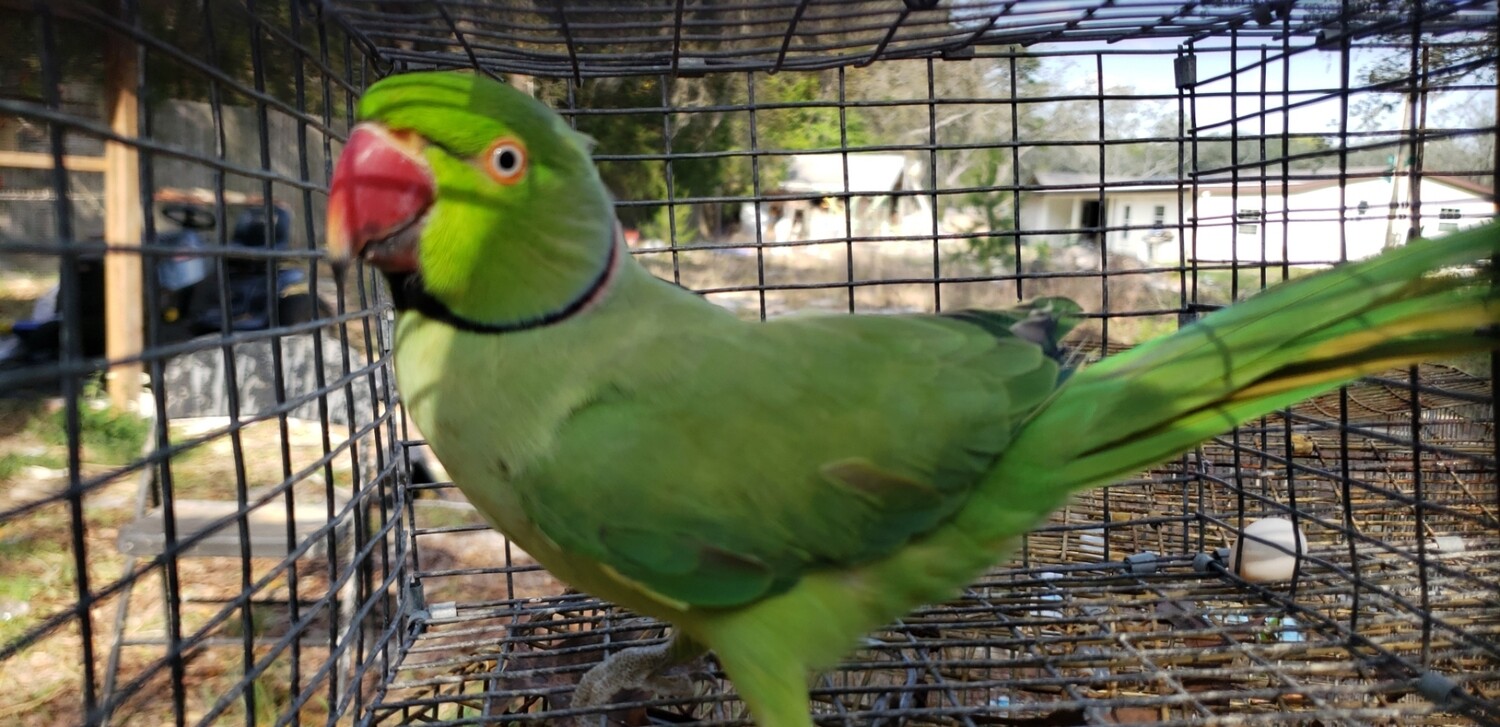 Indian Ringneck Male Green