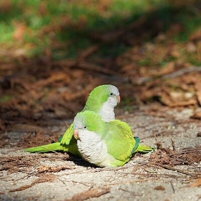 2 Green Quaker Parrots adults ( Male & Female )