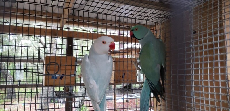 1 Indian Ringneck pair Male &amp; Female