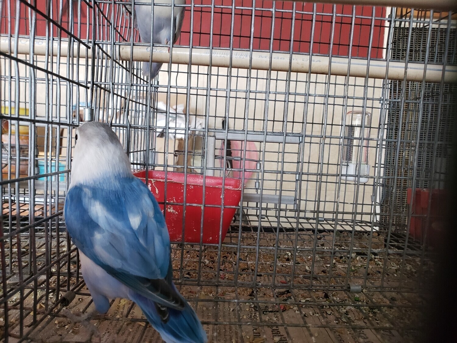 Arlequin Blue Violet Fisher female Lovebird 