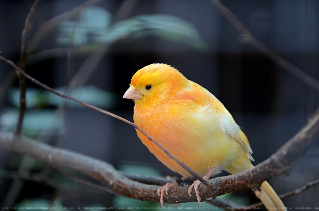Orange Canary Bird Male