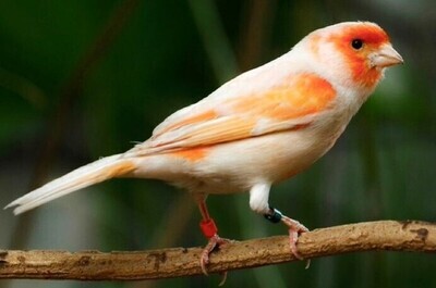 Arlequin orange and white female Canary
