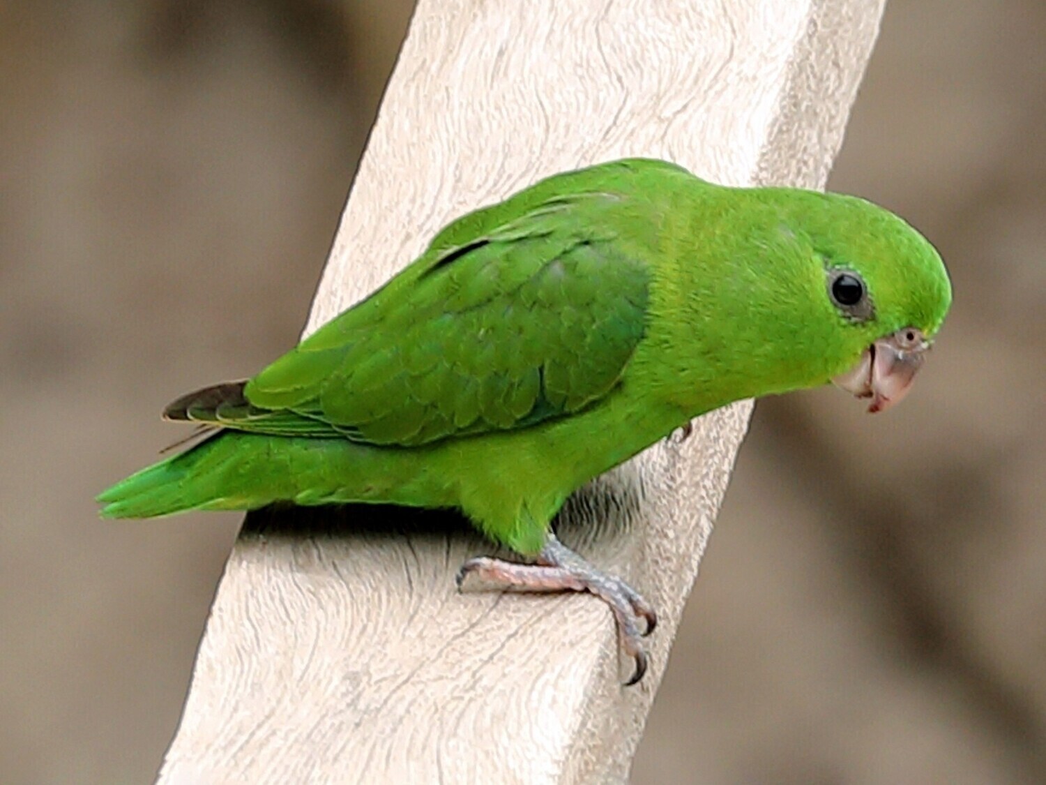 Green Parrotlet Female