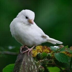 White Canary Female