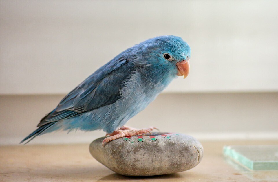 Blue Parrotlet Male