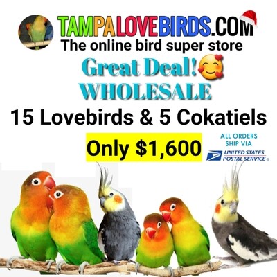 15 Lovebirds and 5 Cockatiels