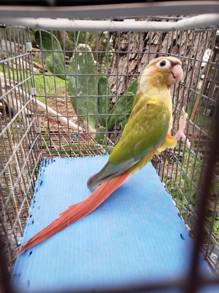 Green Cheek Conure