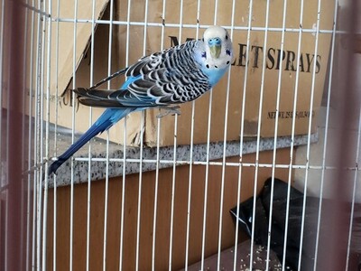 Blue Male Parakeet