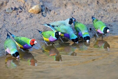 10 gouldian finches / 4 blues / 2 yellows / 4 greens - Free Shipping special