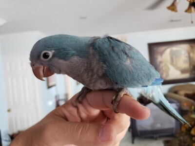 Adult Blue Quaker Parrot